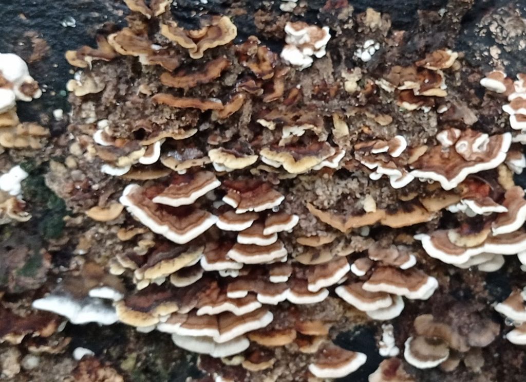 Trametes sp.